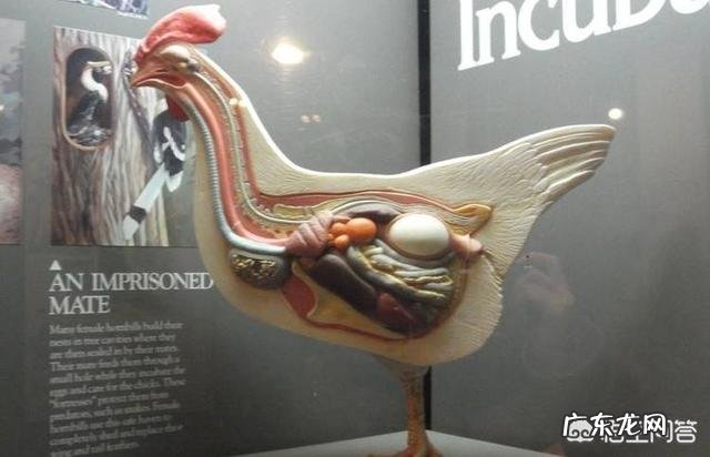 母鸡是如何“受孕”的?为何母鸡在没有受精的情况下也能产蛋?