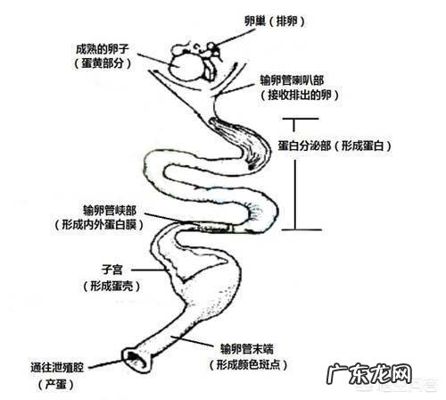 母鸡是如何“受孕”的?为何母鸡在没有受精的情况下也能产蛋?