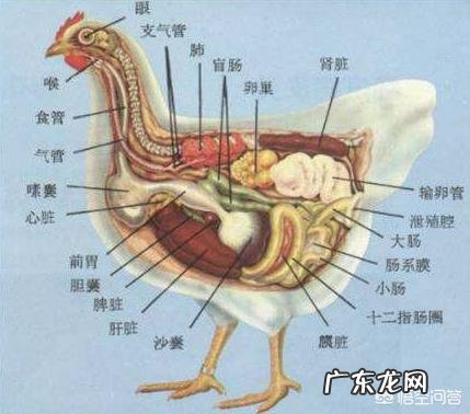 母鸡是如何“受孕”的？为何母鸡在没有受精的情况下也能产蛋？