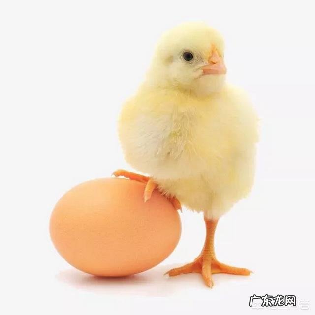 母鸡是如何“受孕”的？为何母鸡在没有受精的情况下也能产蛋？
