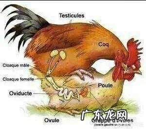 母鸡是如何“受孕”的？为何母鸡在没有受精的情况下也能产蛋？