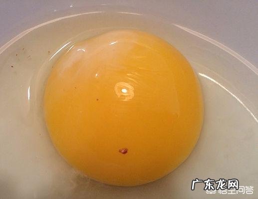 母鸡是如何“受孕”的?为何母鸡在没有受精的情况下也能产蛋?