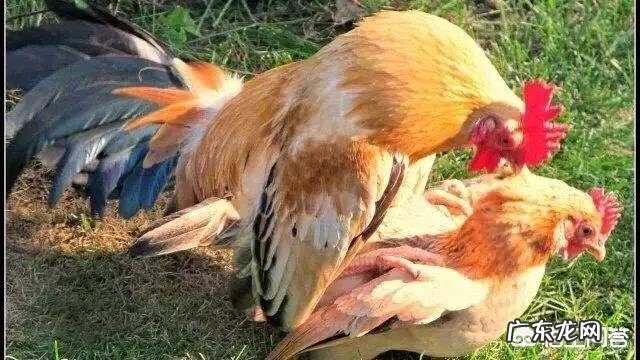 母鸡是如何“受孕”的？为何母鸡在没有受精的情况下也能产蛋？