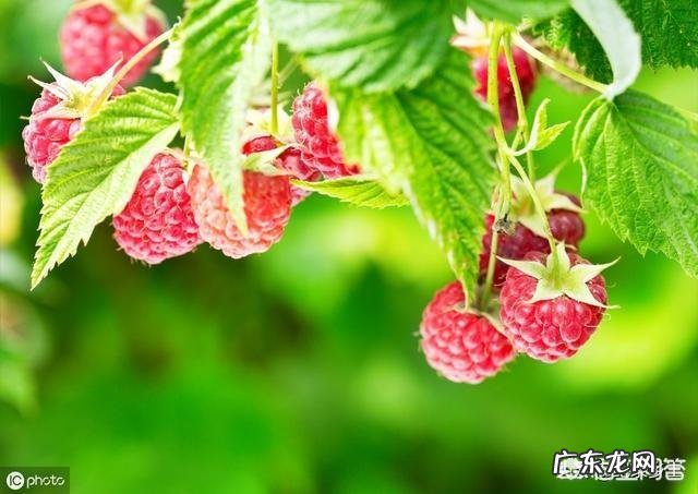 农村的山泡可说是最美味的野果了,那如何能区分山莓、蛇莓、刺莓、野草莓、覆盆子?