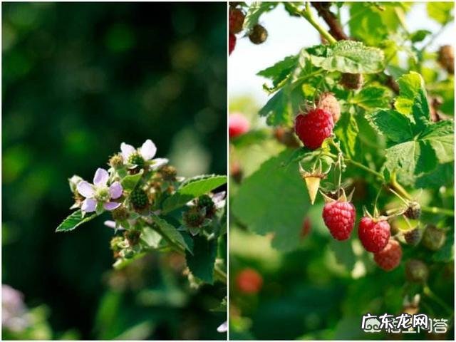农村的山泡可说是最美味的野果了,那如何能区分山莓、蛇莓、刺莓、野草莓、覆盆子?