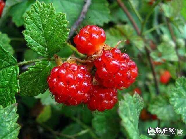 农村的山泡可说是最美味的野果了,那如何能区分山莓、蛇莓、刺莓、野草莓、覆盆子?