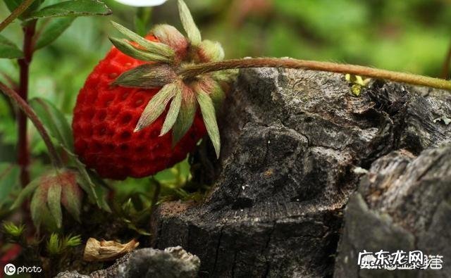 农村的山泡可说是最美味的野果了,那如何能区分山莓、蛇莓、刺莓、野草莓、覆盆子?