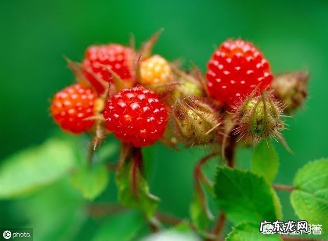农村的山泡可说是最美味的野果了,那如何能区分山莓、蛇莓、刺莓、野草莓、覆盆子?