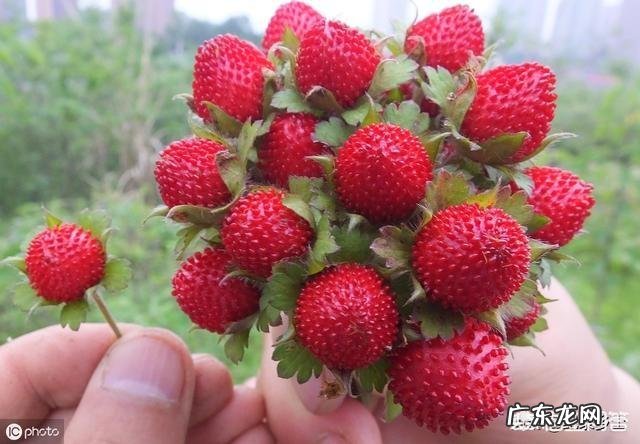 农村的山泡可说是最美味的野果了,那如何能区分山莓、蛇莓、刺莓、野草莓、覆盆子?