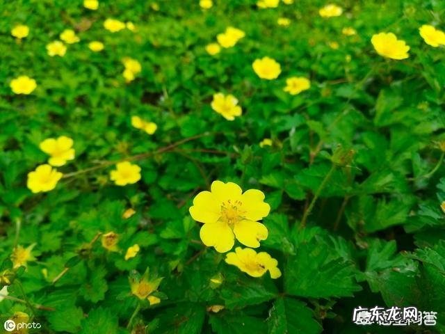 农村的山泡可说是最美味的野果了,那如何能区分山莓、蛇莓、刺莓、野草莓、覆盆子?