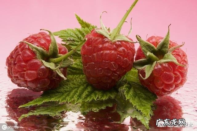 农村的山泡可说是最美味的野果了,那如何能区分山莓、蛇莓、刺莓、野草莓、覆盆子?