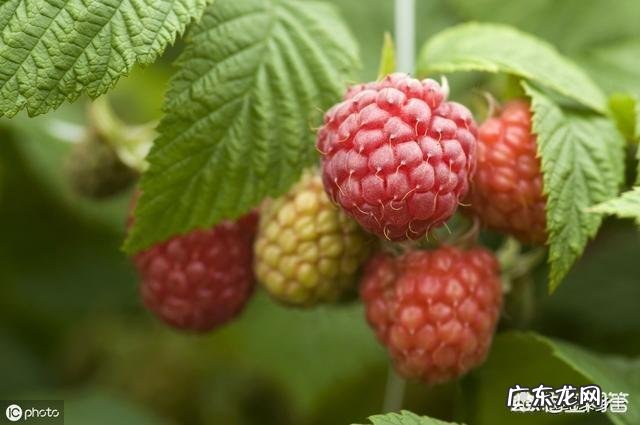 农村的山泡可说是最美味的野果了,那如何能区分山莓、蛇莓、刺莓、野草莓、覆盆子?