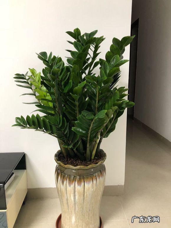 想要聚气生财家里摆上它 家里阳台上种竹子的风水