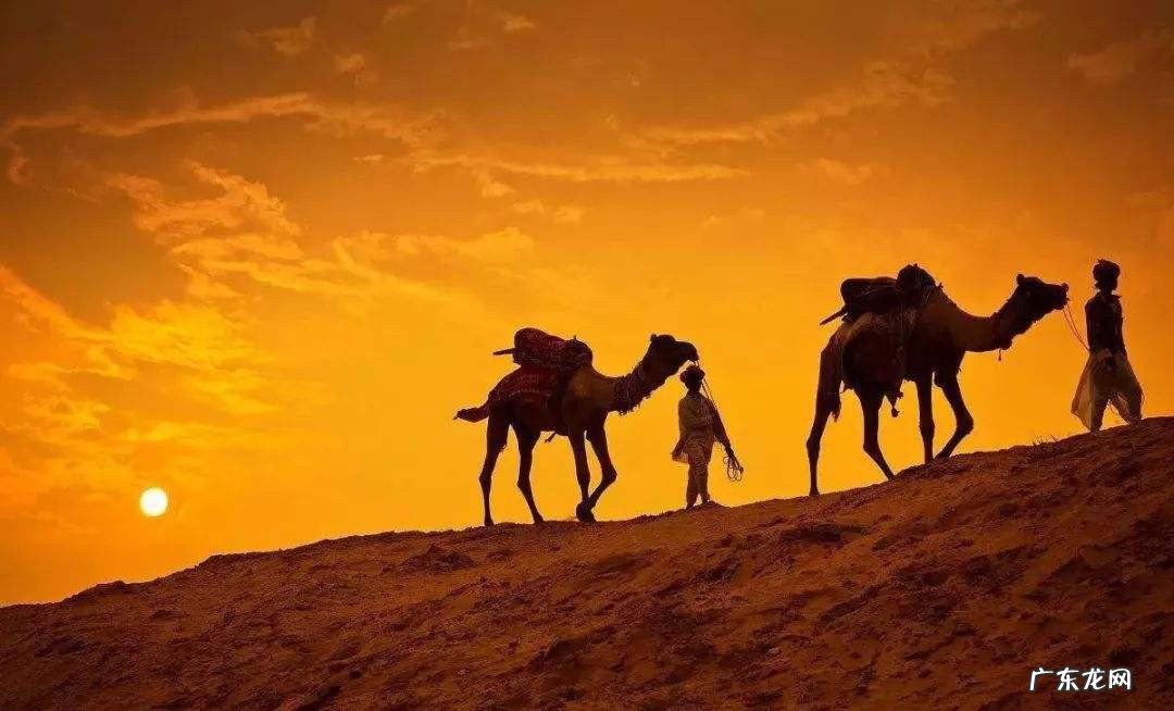 沙漠骆驼怎么火的