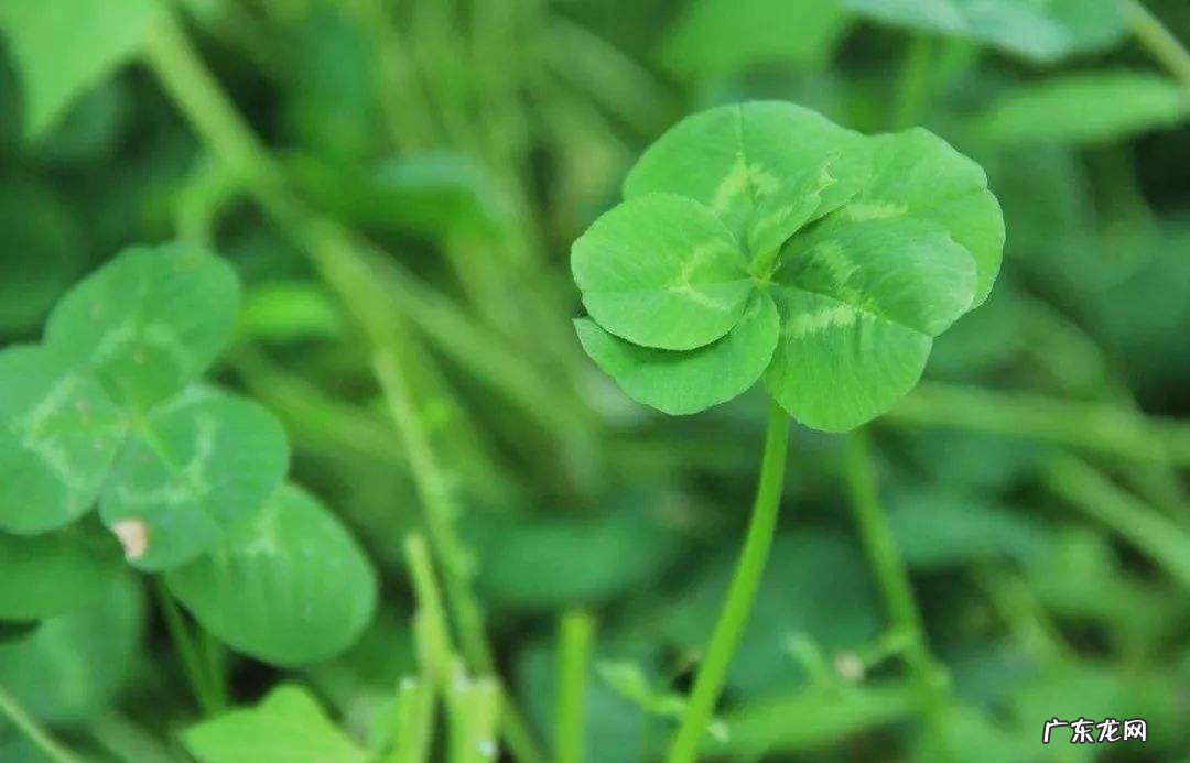 四叶草在爱情里代表什么