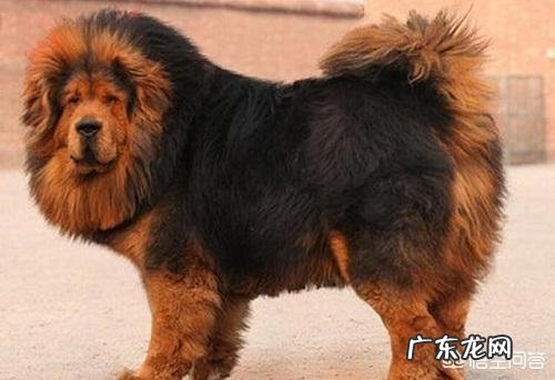 藏獒有拉稀没有胃口吃东西,藏獒没有胃口吃什么好?