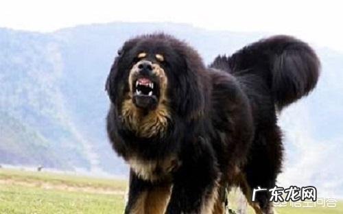 藏獒有拉稀没有胃口吃东西,藏獒没有胃口吃什么好?