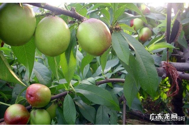 孕期油桃能不能吃?