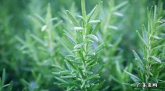 迷迭香该怎么保存