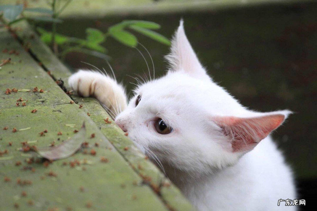 小奶猫怎么养大