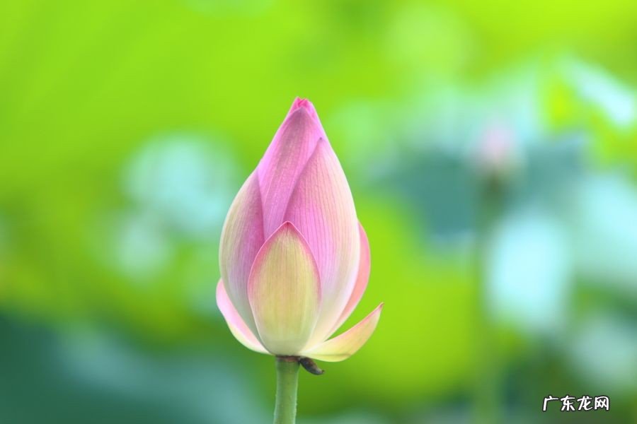 荷花的栽培方法