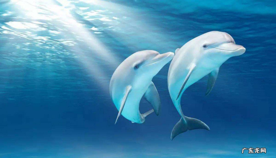 白鲸的智商有多高