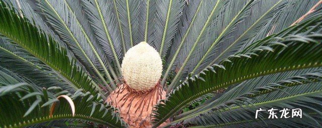 铁树的功效与作用