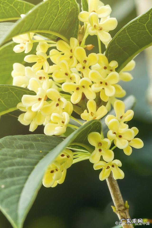 秋天盛开的花有哪些