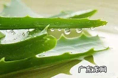 芦荟有哪些美容功效？可以淡化黑疤吗？