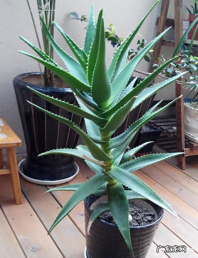 芦荟有哪些美容功效？可以淡化黑疤吗？