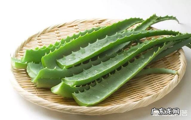 芦荟有哪些美容功效？可以淡化黑疤吗？