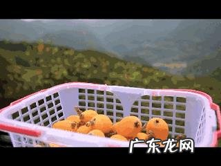 吃琵琶的季节到了，吃枇杷有哪些好处呢？