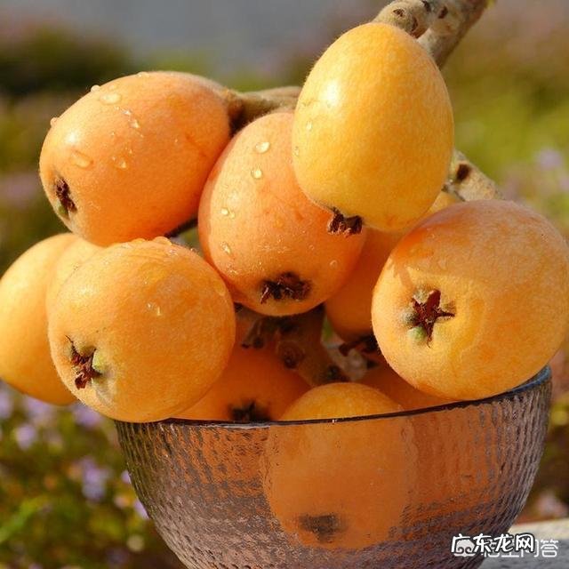 吃琵琶的季节到了，吃枇杷有哪些好处呢？