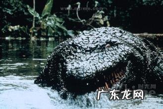 鳄鱼电影大全最恐怖电影 鳄鱼电影全部