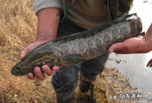 我有几个水塘,是山泉冷水,适合养什么冷水鱼?