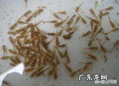 我有几个水塘，是山泉冷水，适合养什么冷水鱼？