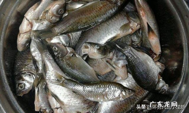 我有几个水塘,是山泉冷水,适合养什么冷水鱼?