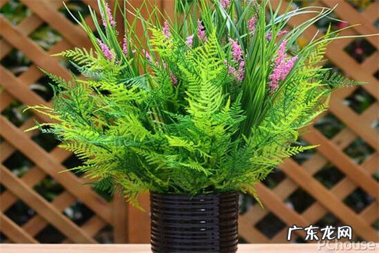 办公室风水植物怎么选择 办公室风水门口放什么花吉祥