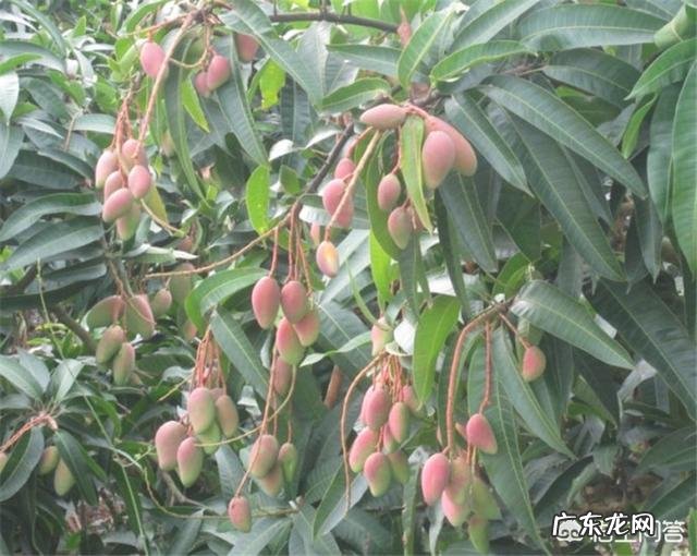 哪些水果是上火的？