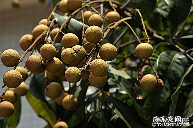 哪些水果是上火的?