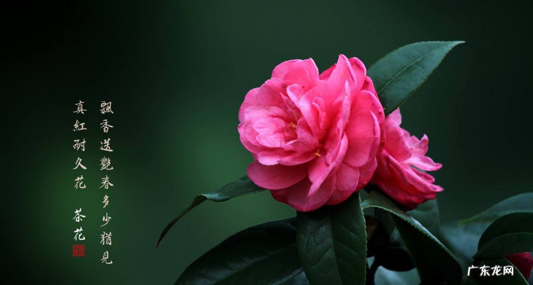 介绍一种事物作文500字