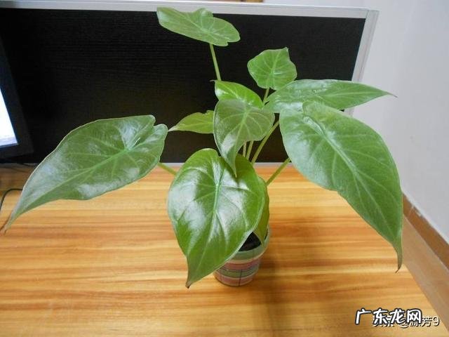 滴水观音好养吗?需要施肥吗?