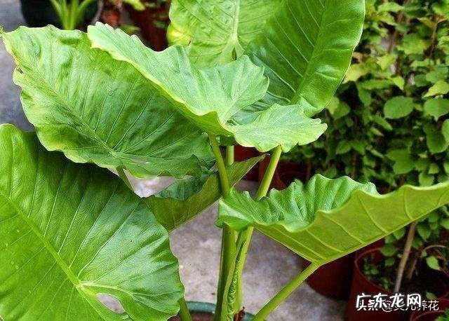 滴水观音好养吗？需要施肥吗？