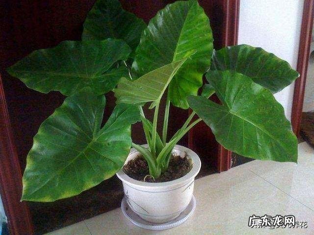 滴水观音好养吗?需要施肥吗?