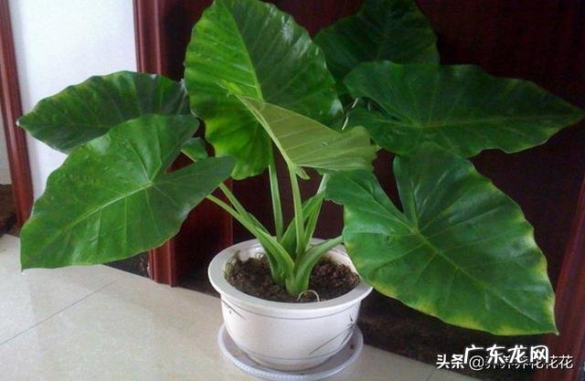 滴水观音好养吗？需要施肥吗？