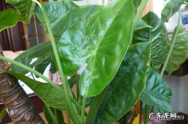 滴水观音好养吗?需要施肥吗?