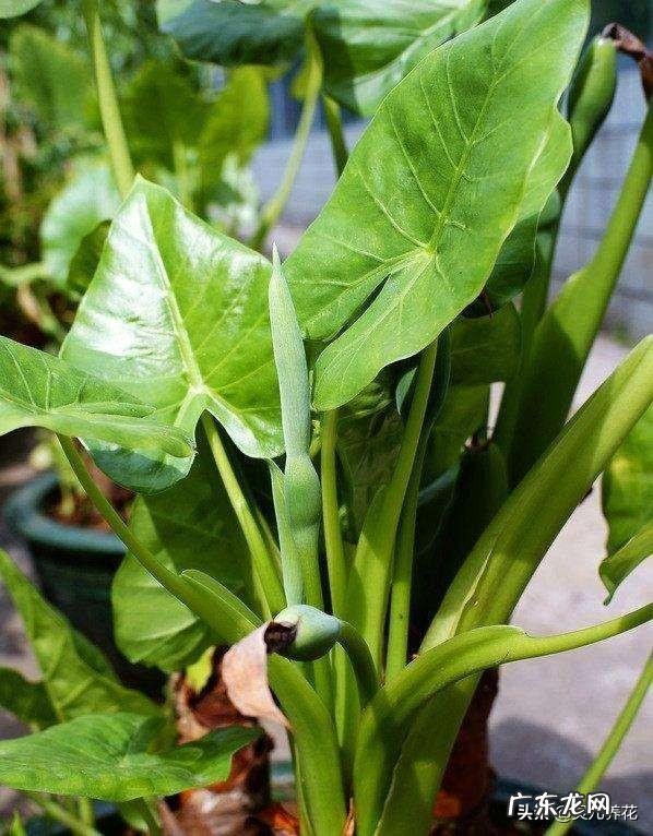 滴水观音好养吗？需要施肥吗？