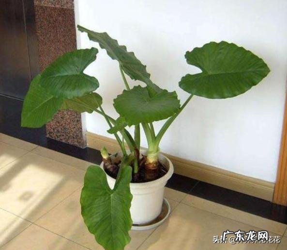 滴水观音好养吗？需要施肥吗？