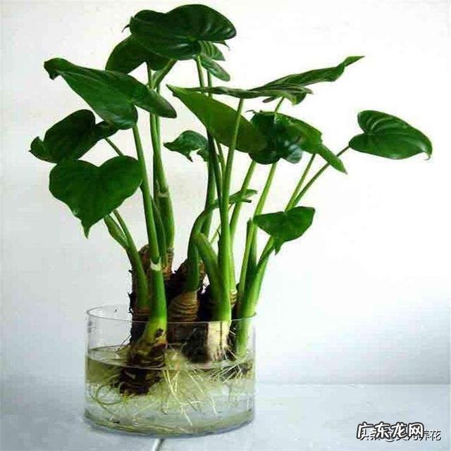 滴水观音好养吗？需要施肥吗？