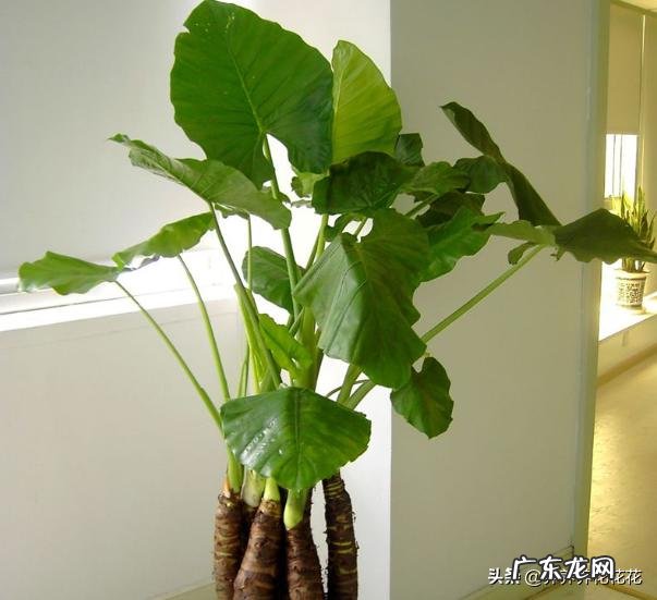 滴水观音好养吗？需要施肥吗？